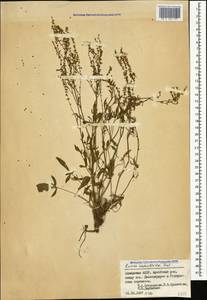 Щавель щавельковидный (Balansa) Den Nijs, Кавказ, Грузия (K4) (Грузия)