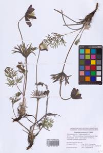 Прострел луговой (L.) Mill., Восточная Европа, Ростовская область (E12a) (Россия)
