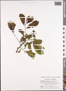 Salix borealis × phylicifolia, Восточная Европа, Северный район (E1) (Россия)