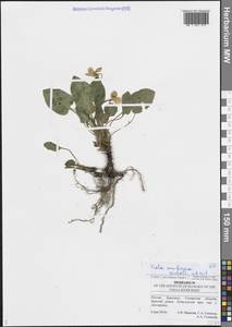 Фиалка сомнительная Waldst. & Kit., Восточная Европа, Средневолжский район (E8) (Россия)