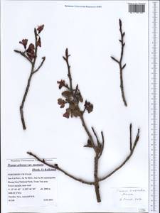 Prunus campanulata Maxim., Зарубежная Азия (ASIA) (Вьетнам)