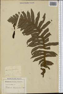 Neoblechnum brasiliense (Desv.) Gasper & V.A.O.Dittrich, Америка (AMER) (Франция)
