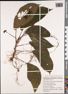 Elatostema tsoongii (Merr.) H.Schroet., Зарубежная Азия (ASIA) (Вьетнам)