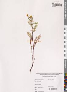 Tanacetum vulgare subsp. vulgare, Сибирь, Чукотка и Камчатка (S7) (Россия)