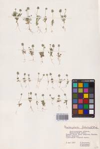 Рогоглавник серповидный (L.) Cramer, Восточная Европа, Нижневолжский район (E9) (Россия)