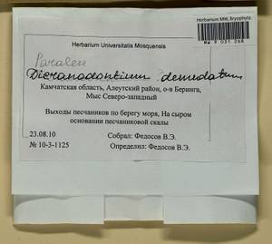 Dicranodontium denudatum (Brid.) E. Britton, Гербарий мохообразных, Мхи - Чукотка и Камчатка (B21) (Россия)