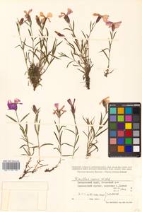 Dianthus repens subsp. repens, Сибирь, Дальний Восток (S6) (Россия)