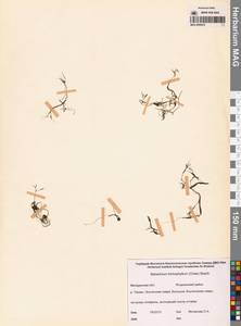 Лютик волосолистный, Шелковник волосолистный Chaix, Сибирь, Чукотка и Камчатка (S7) (Россия)