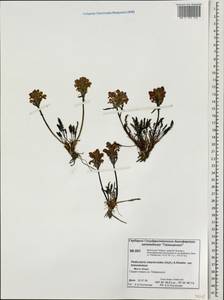 Pedicularis interior (Hultén) Molau & D. F. Murray, Сибирь, Центральная Сибирь (S3) (Россия)