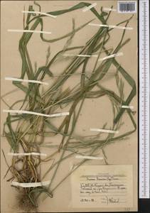 Bromus ramosus Huds., Средняя Азия и Казахстан, Западный Тянь-Шань и Каратау (M3) (Узбекистан)