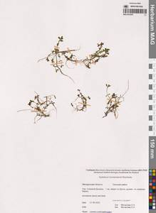 Кипрей Хорнемана, Кипрей Горнемана Rchb., Сибирь, Чукотка и Камчатка (S7) (Россия)