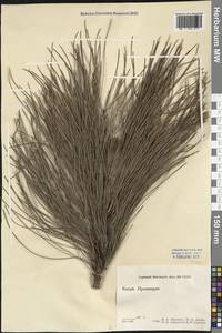 Сосна, Зарубежная Азия (ASIA) (КНР)