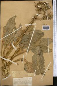 Lactuca crassicaulis (Beauverd), Средняя Азия и Казахстан, Западный Тянь-Шань и Каратау (M3) (Казахстан)