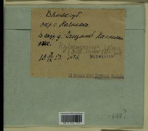 Hylocomium splendens (Hedw.) Schimp., Гербарий мохообразных, Мхи - Пермский край, Удмуртия, Свердловская и Кировская области (B8) (Россия)