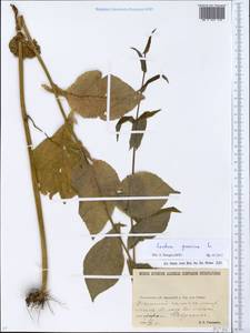 Латук дубравный L., Восточная Европа, Северо-Украинский район (E11) (Украина)