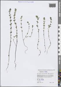 Очанка прямая J.P.Wolff ex J.F.Lehm., Сибирь, Прибайкалье и Забайкалье (S4) (Россия)