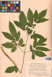 Бутень ароматный L., Восточная Европа, Московская область и Москва (E4a) (Россия)