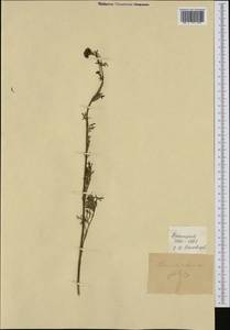 Jacobaea adonidifolia (Loisel.) Pelser & Veldkamp, Западная Европа (EUR) (Франция)