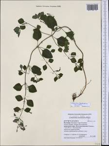 Clinopodium menthifolium subsp. ascendens (Jord.) Govaerts, Западная Европа (EUR) (Болгария)