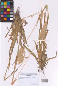 Бухарник шерстистый L., Восточная Европа, Московская область и Москва (E4a) (Россия)