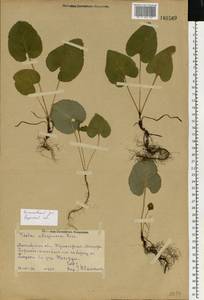 Фиалка топяная Besser, Восточная Европа, Центральный район (E4) (Россия)