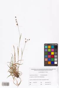 Luzula multiflora subsp. sibirica V.I.Krecz., Сибирь, Дальний Восток (S6) (Россия)