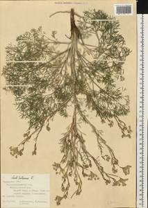 Жабрица извилистая L., Восточная Европа, Северо-Украинский район (E11) (Украина)