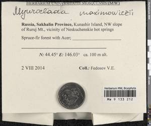 Myuroclada maximowiczii (G.G. Borshch.) Steere & W.B. Schofield, Гербарий мохообразных, Мхи - Дальний Восток (без Чукотки и Камчатки) (B20) (Россия)