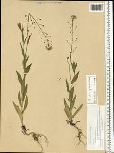 Camelina microcarpa subsp. pilosa (DC.) Jáv., Восточная Европа, Московская область и Москва (E4a) (Россия)