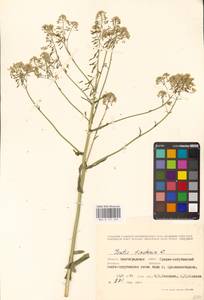 Вайда красильная L., Восточная Европа, Нижневолжский район (E9) (Россия)