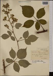 Rubus radula Weihe, Западная Европа (EUR) (Великобритания)