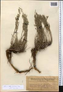 Полынь тонковатая Krasch. & Iljin, Средняя Азия и Казахстан, Прикаспийский Устюрт и Северное Приаралье (M8) (Казахстан)