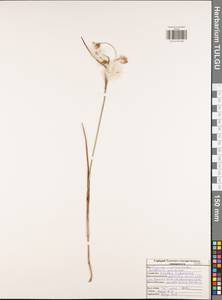 Eriophorum angustifolium subsp. angustifolium, Восточная Европа, Центральный район (E4) (Россия)