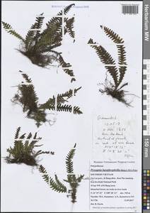 Prosaptia barathrophylla (Baker) M.G.Price, Зарубежная Азия (ASIA) (Вьетнам)