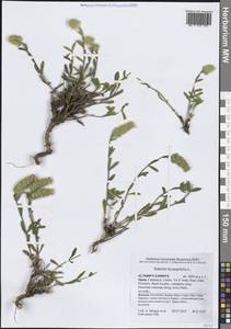 Sideritis hyssopifolia L., Западная Европа (EUR) (Испания)