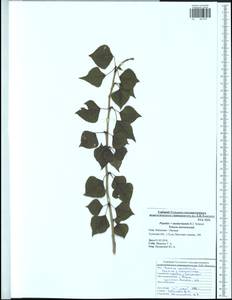 Populus ×moscoviensis Schröd., Восточная Европа, Центральный район (E4) (Россия)