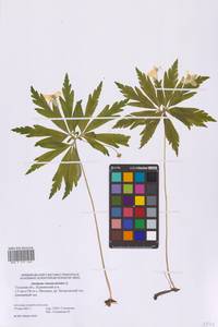 Ветреница лютиковая L., Восточная Европа, Центральный район (E4) (Россия)