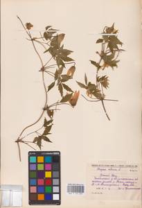 Княжик сибирский (L.) Mill., Восточная Европа, Восточный район (E10) (Россия)