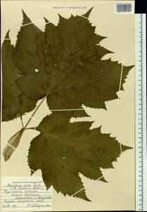 Heracleum sphondylium subsp. elegans (Crantz) Schübl. & G. Martens, Сибирь, Дальний Восток (S6) (Россия)