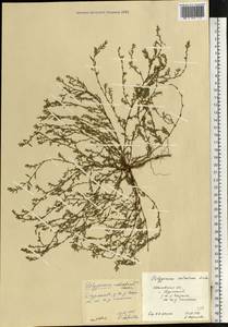 Спорыш обыкновенный вытаптываемый (Lindm.) Wissk., Восточная Европа, Центральный лесной район (E5) (Россия)