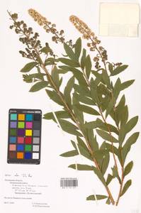 Спирея белая Du Roi, Восточная Европа, Северо-Западный район (E2) (Россия)