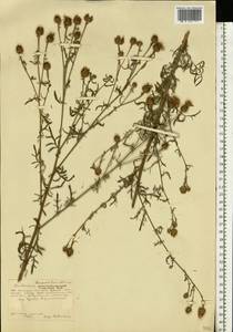 Centaurea stoebe subsp. stoebe, Восточная Европа, Центральный лесостепной район (E6) (Россия)