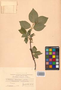 Бересклет сахалинский (F.Schmidt) Maxim., Сибирь, Дальний Восток (S6) (Россия)