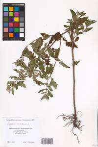 MHA 0 157 764, Зюзник европейский L., Восточная Европа, Северо-Украинский район (E11) (Украина)