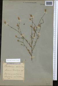 Василек козий Steven, Крым (KRYM) (Россия)