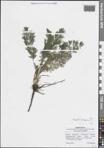 Жабрица однолетняя L., Восточная Европа, Средневолжский район (E8) (Россия)