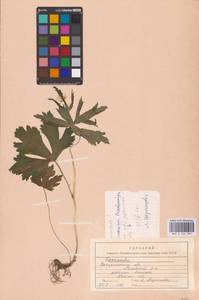 Лютик, Восточная Европа, Западно-Украинский район (E13) (Украина)