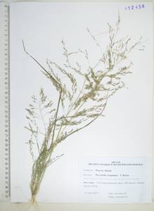 Бескильница Гаупта (V.I.Krecz.) Kitag., Сибирь, Дальний Восток (S6) (Россия)