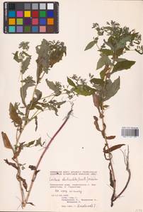 Crepidiastrum denticulatum subsp. denticulatum, Сибирь, Дальний Восток (S6) (Россия)