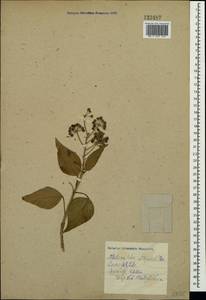 Плющ обыкновенный L., Крым (KRYM) (Россия)